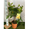Citrus hystrix