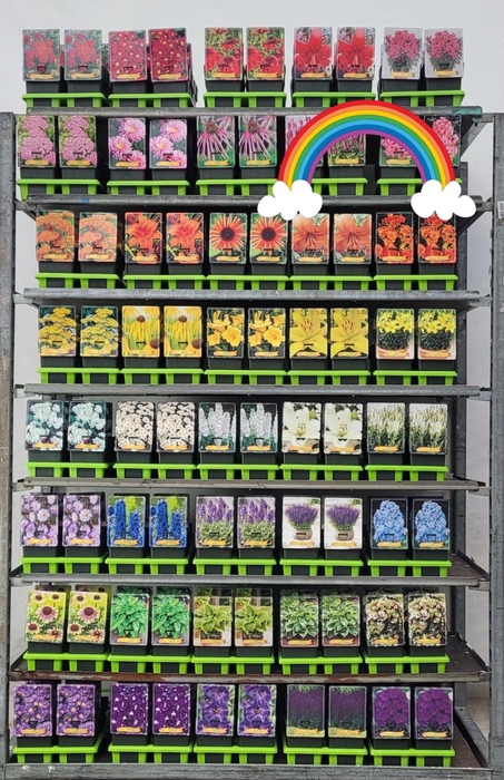 Vaste planten mixkar