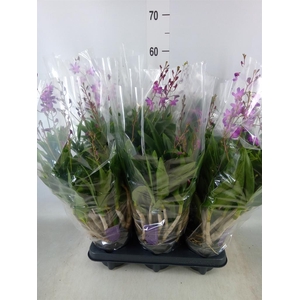 Dendrobium  'Berry Oda'