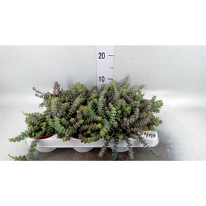 Crassula   ...