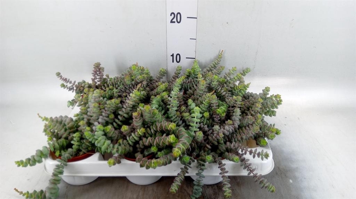 <h4>Crassula   ...</h4>