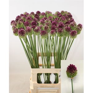 ALLIUM SPHAEROCEPHAL