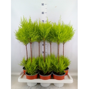 Cupressus macro. 'Goldcrest Wilma'