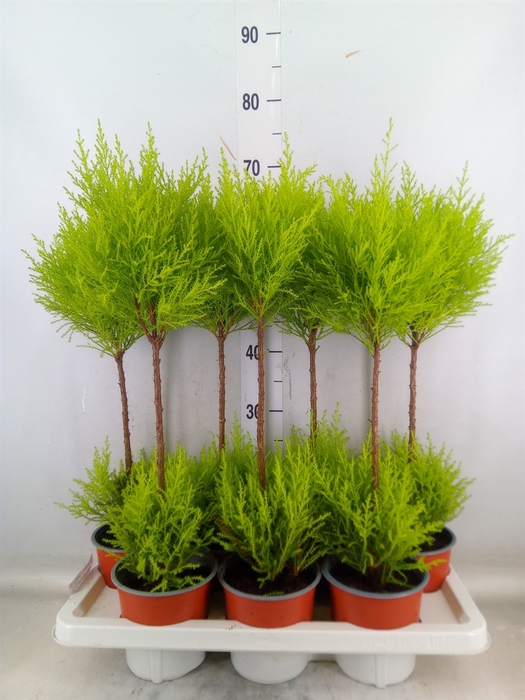 <h4>Cupressus macro. 'Goldcrest Wilma'</h4>