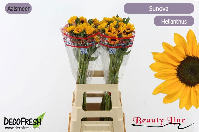 <h4>HELI SUNOVA</h4>