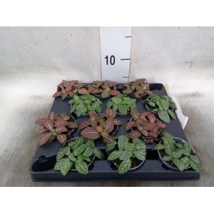 Fittonia   ...mix 4