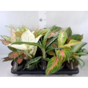 Aglaonema   ...