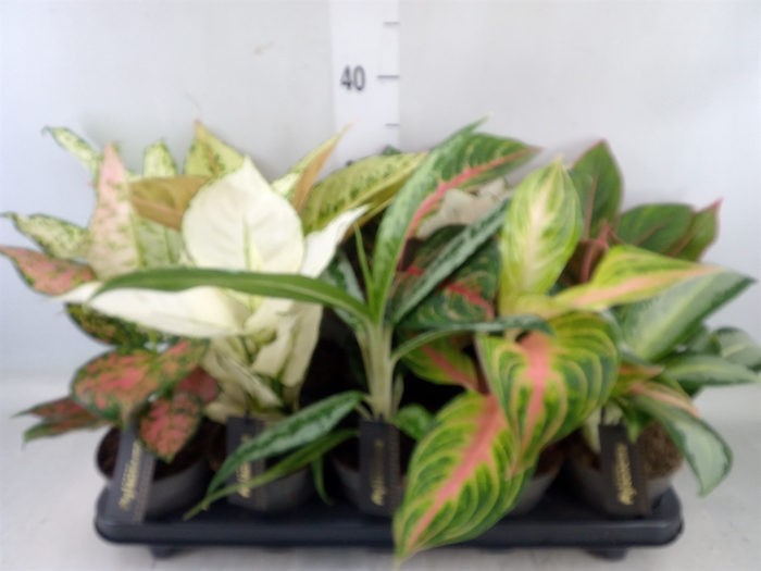 <h4>Aglaonema   ...</h4>