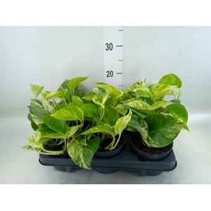 Epipremnum pinn. 'Marble Queen'