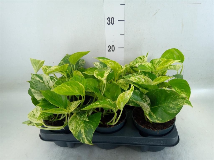 <h4>Epipremnum pinn. 'Marble Queen'</h4>