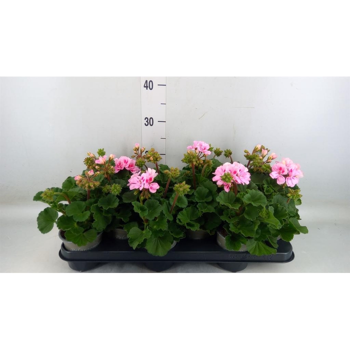 <h4>Pelargonium zona. 'ToscaSil Lisa'</h4>