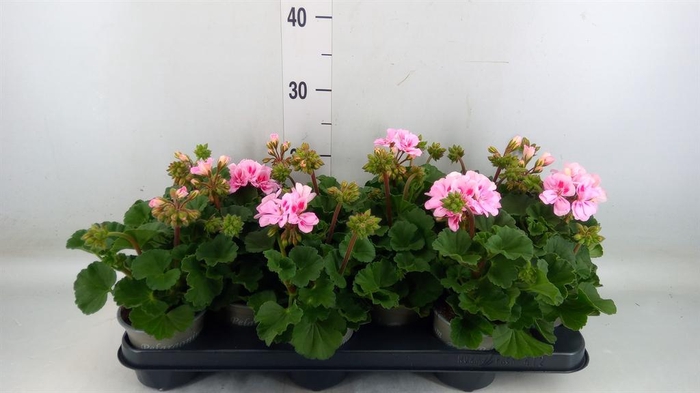 <h4>Pelargonium zona. 'ToscaSil Lisa'</h4>