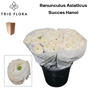 RAN SU HANOI Aqua Box 60