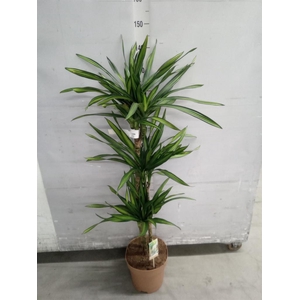 Dracaena frag. 'Riki'