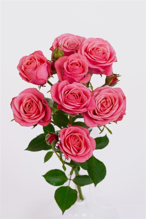 <h4>Tr Mon Amour</h4>