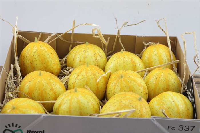 <h4>Sier Cucumis Citrus Komkommer Hol P Box</h4>