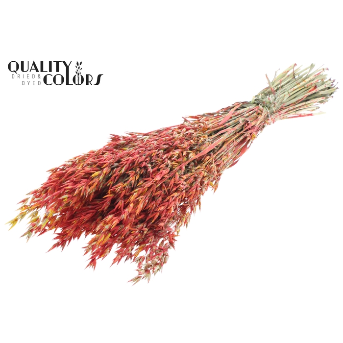 <h4>Avena per bunch Multicolour Red</h4>