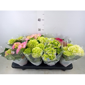 Hydrangea mac.   ...mix