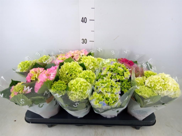<h4>Hydrangea mac.   ...mix</h4>