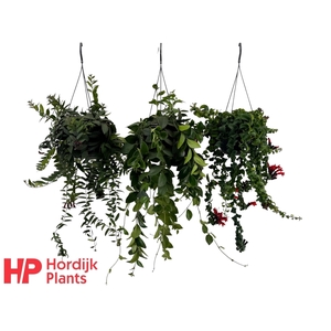 Aeschynanthus Mix (krul en plat).