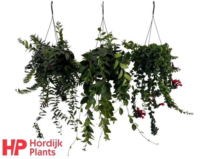 <h4>Aeschynanthus Mix (krul en plat).</h4>