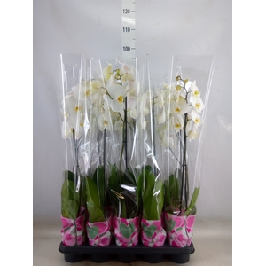 Phalaenopsis   ...white