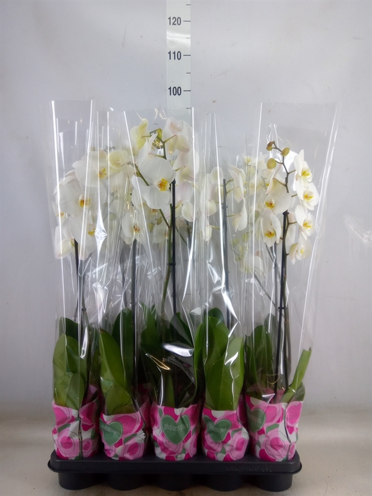 <h4>Phalaenopsis   ...white</h4>