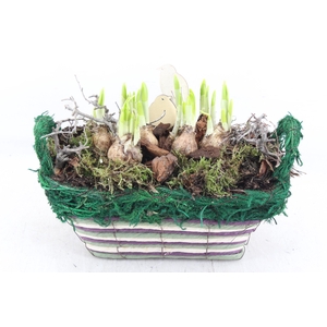 arr4 Narcis MB - Mand ovaal mix x4