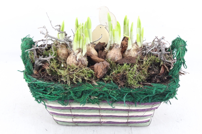 arr4 Narcis PL - 4Kant nature mand XL