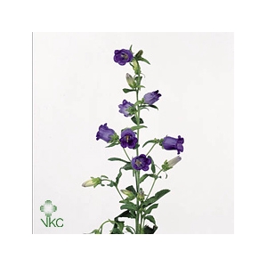 Camp M Champion Blue