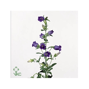 Campanula Champion Blue