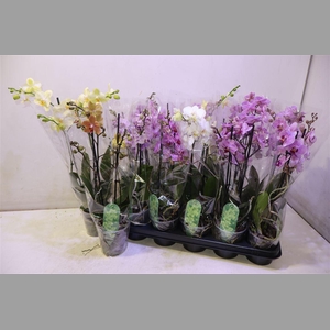 Phal Mf Gem 6 Kl