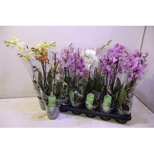 Phal Mf Gem 6 Kl