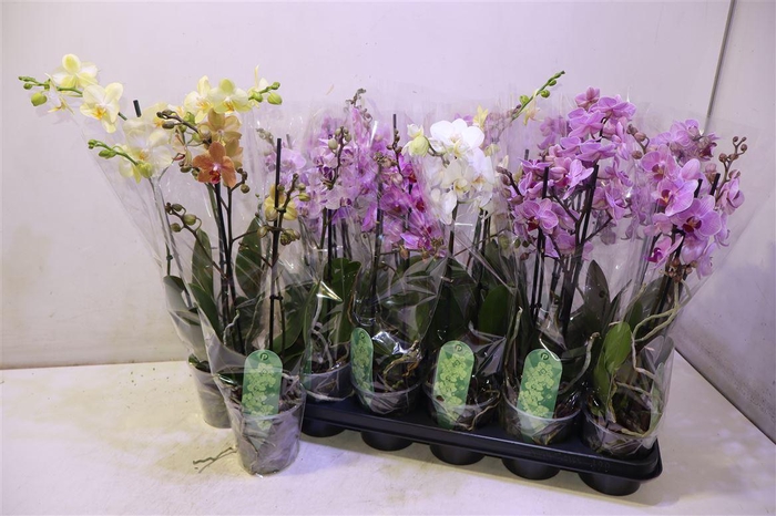 <h4>Phal Mf Gem 6 Kl</h4>