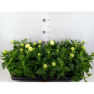 Platycodon grand. 'Astra White'