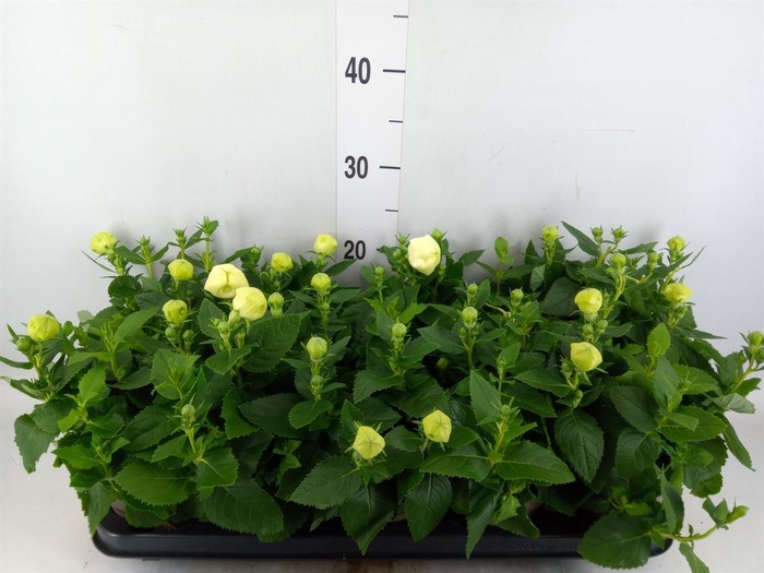 <h4>Platycodon grand. 'Astra White'</h4>