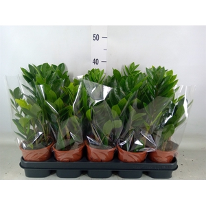 Zamioculcas zamiifolia