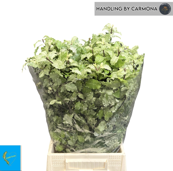 <h4>PITTOSPORUM BS</h4>