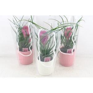arr3 ZS - Ker. bubble giftpack til anita