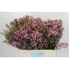 Chamelaucium Kerryn