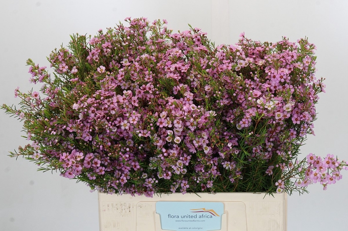 Chamelaucium Kerryn