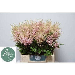 Astilbe Europa Aert