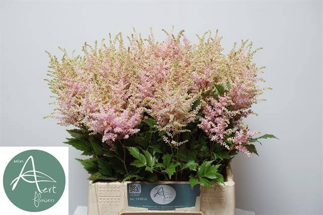 <h4>Astilbe Europa Aert</h4>