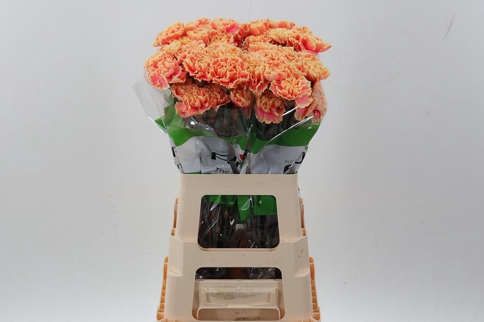 <h4>Di St Tinted Sunset</h4>