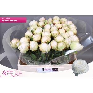 PAEO L PUFFED COTTON