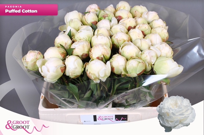 <h4>PAEO L PUFFED COTTON</h4>