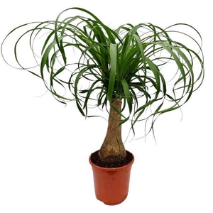 Nolina recurvata (Beaucarnea)