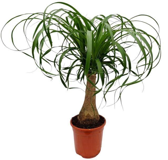 <h4>Nolina recurvata (Beaucarnea)</h4>