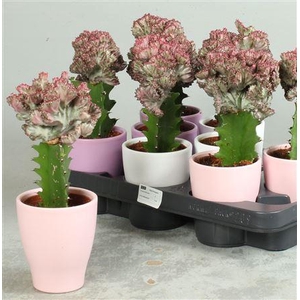 Euphor Lac Cristata Decopotten