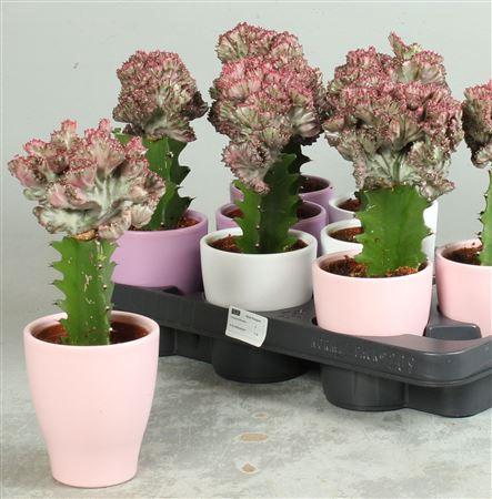 <h4>Euphor Lac Cristata Decopotten</h4>